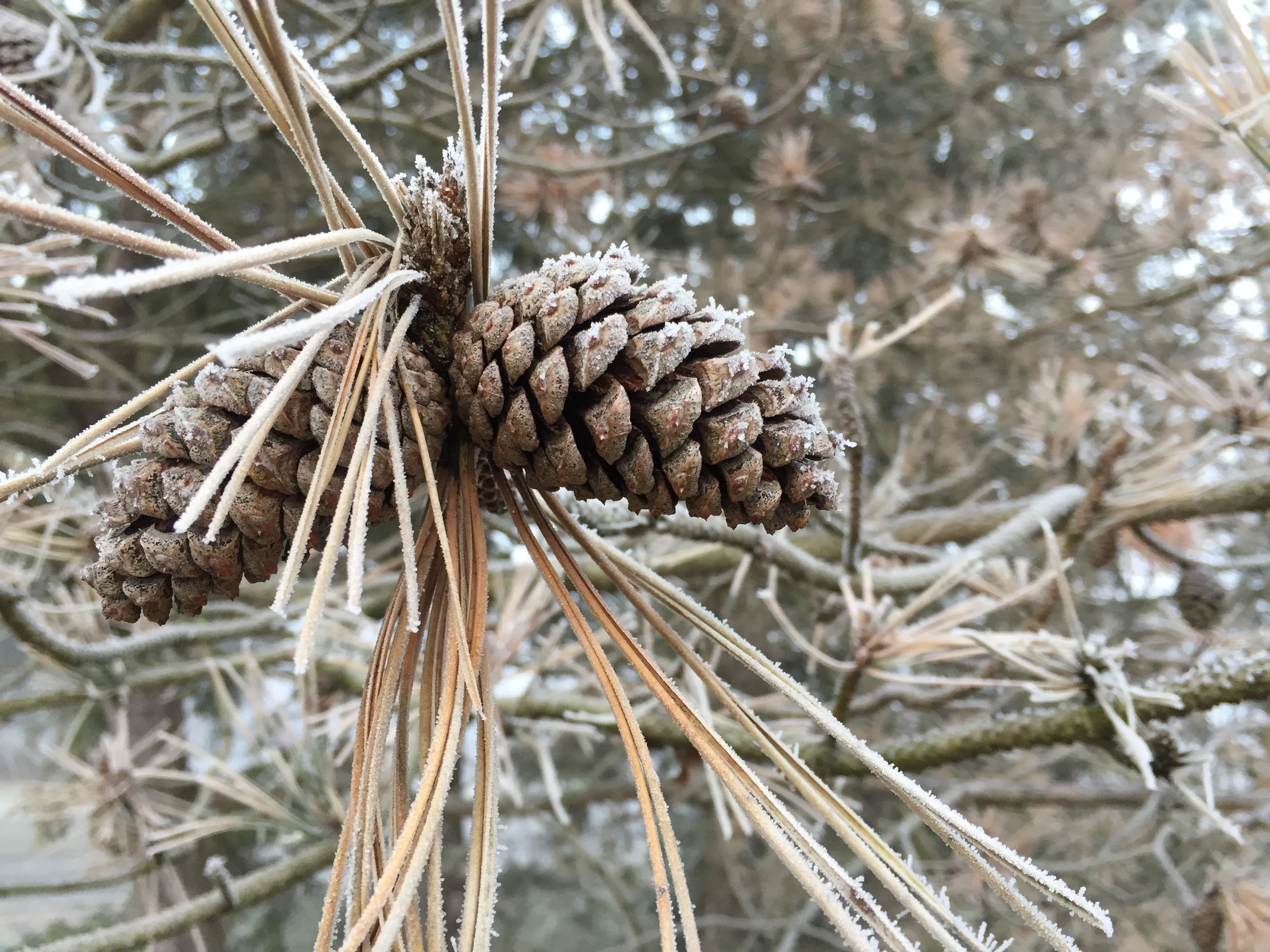gray pine cone