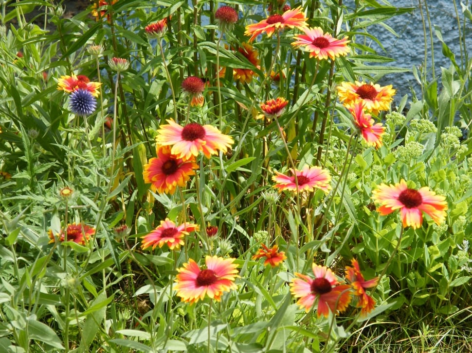 red and yellow blanket flower preview