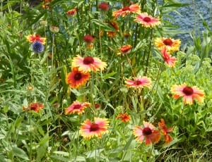red and yellow blanket flower thumbnail