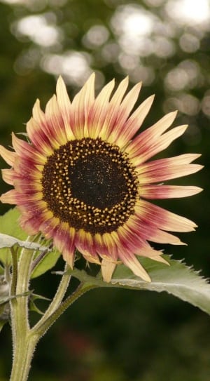 pink and yellow sunflower thumbnail