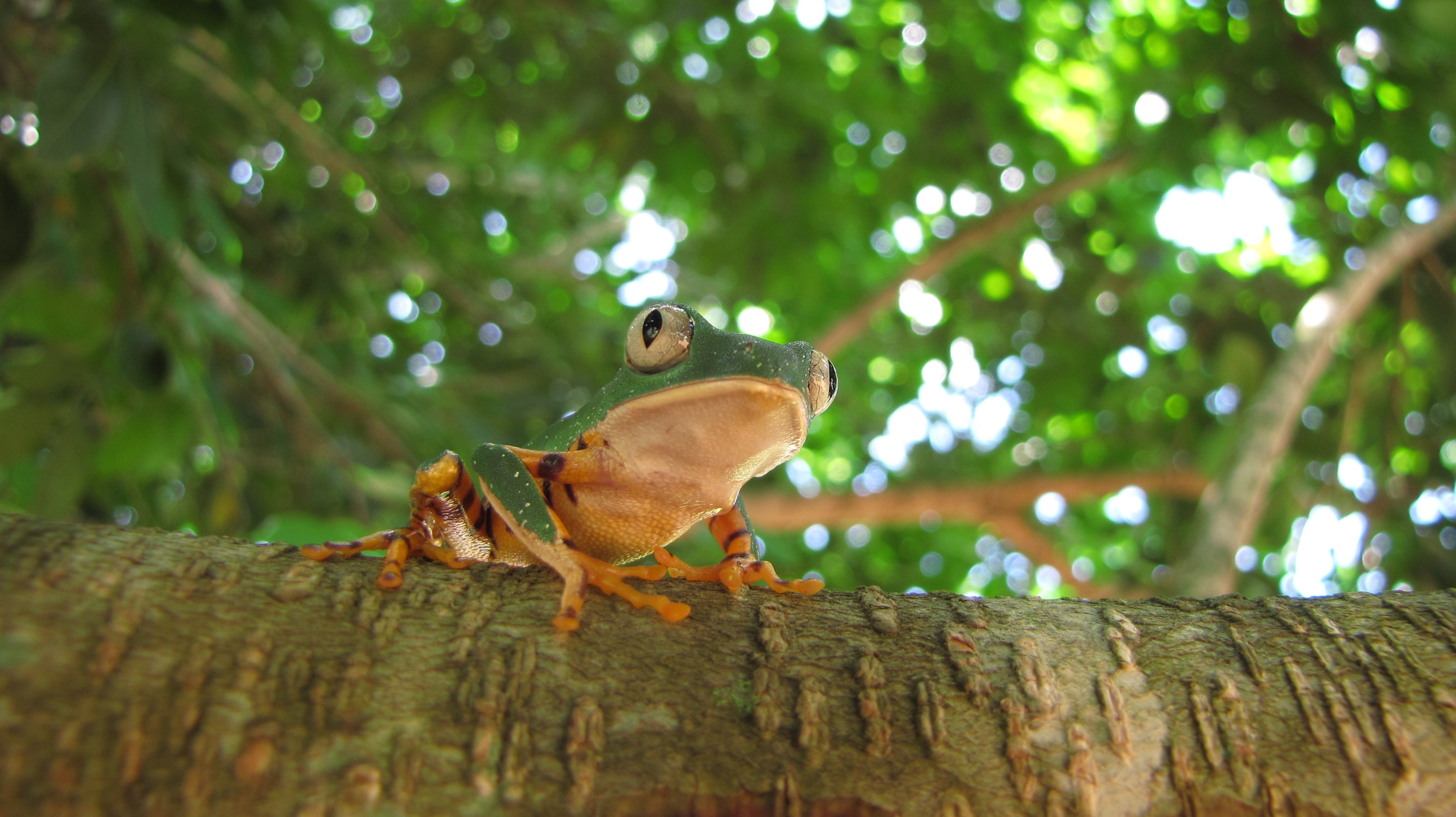 Лягушка олень. Тропическая квакша. Яванская древесная лягушка. Древесные лягушки в экваториальном лесу. Лягушка на дереве.
