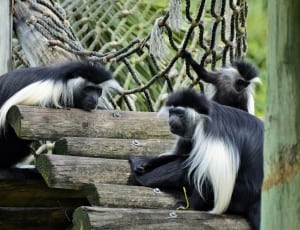 three black and white long coated monkeys thumbnail