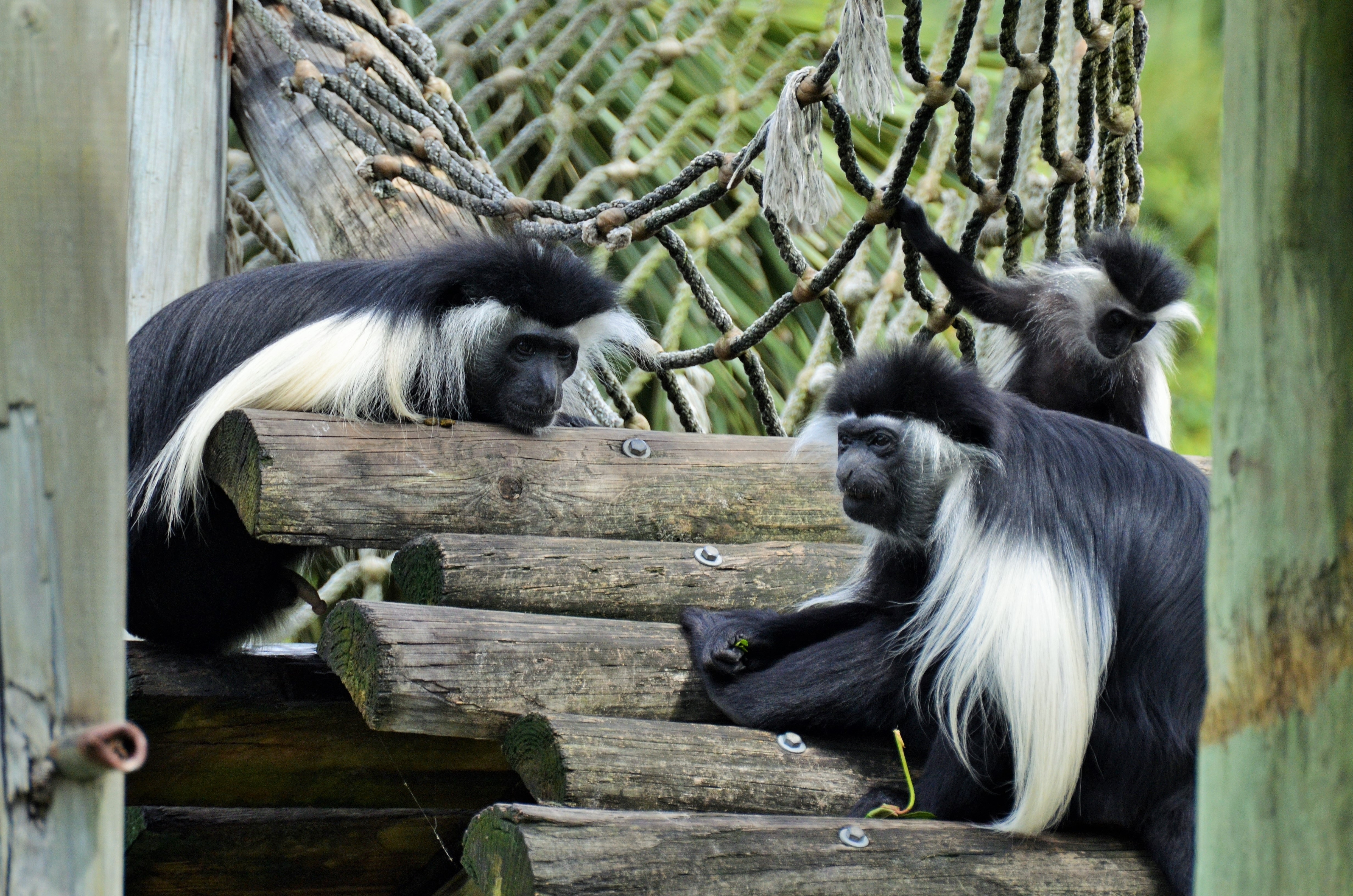 three black and white long coated monkeys