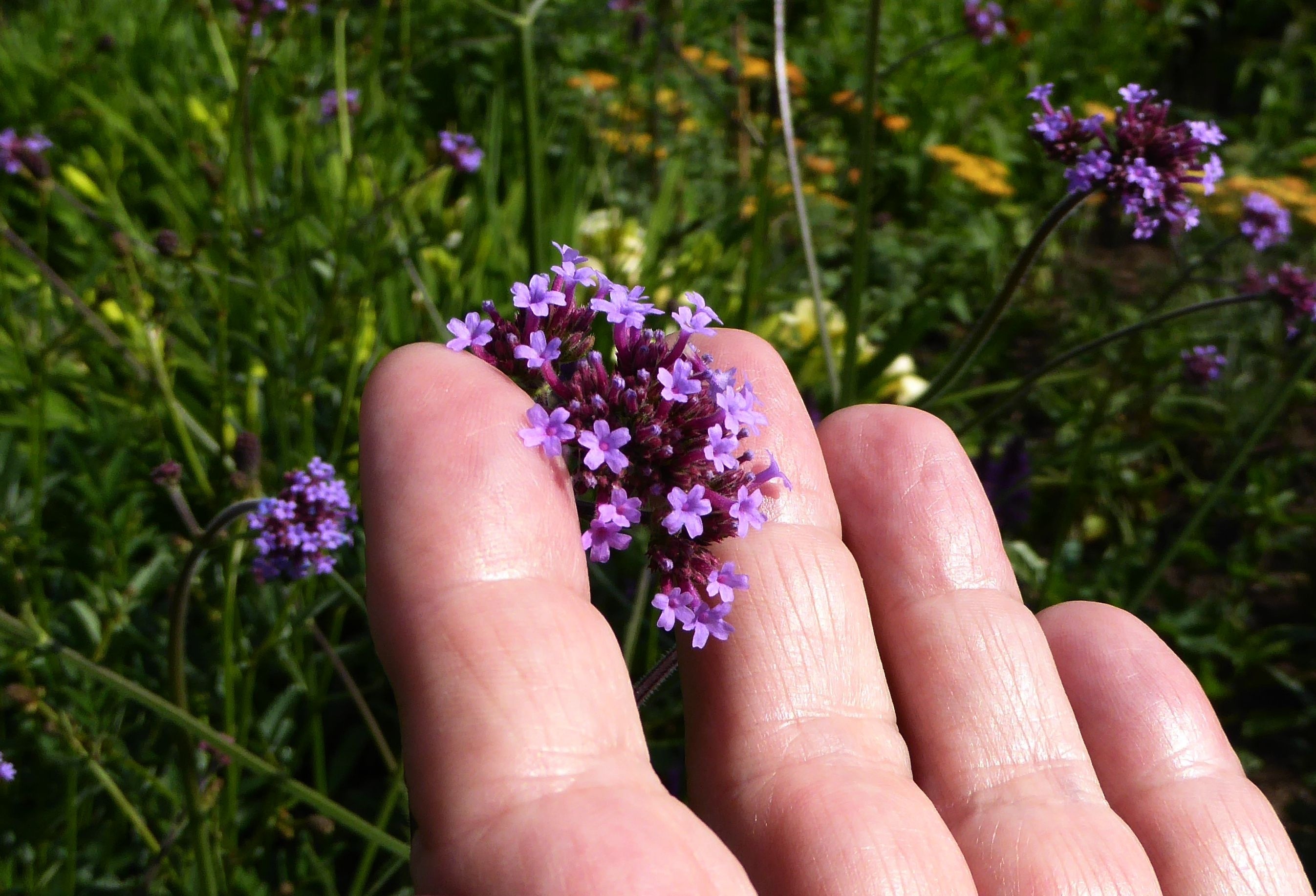 Beauty Violet Flower Innocence Hand