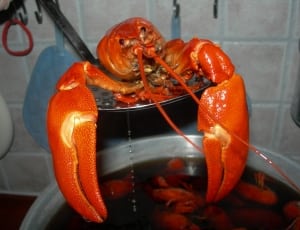 boiled lobster on stainless steel strainer thumbnail