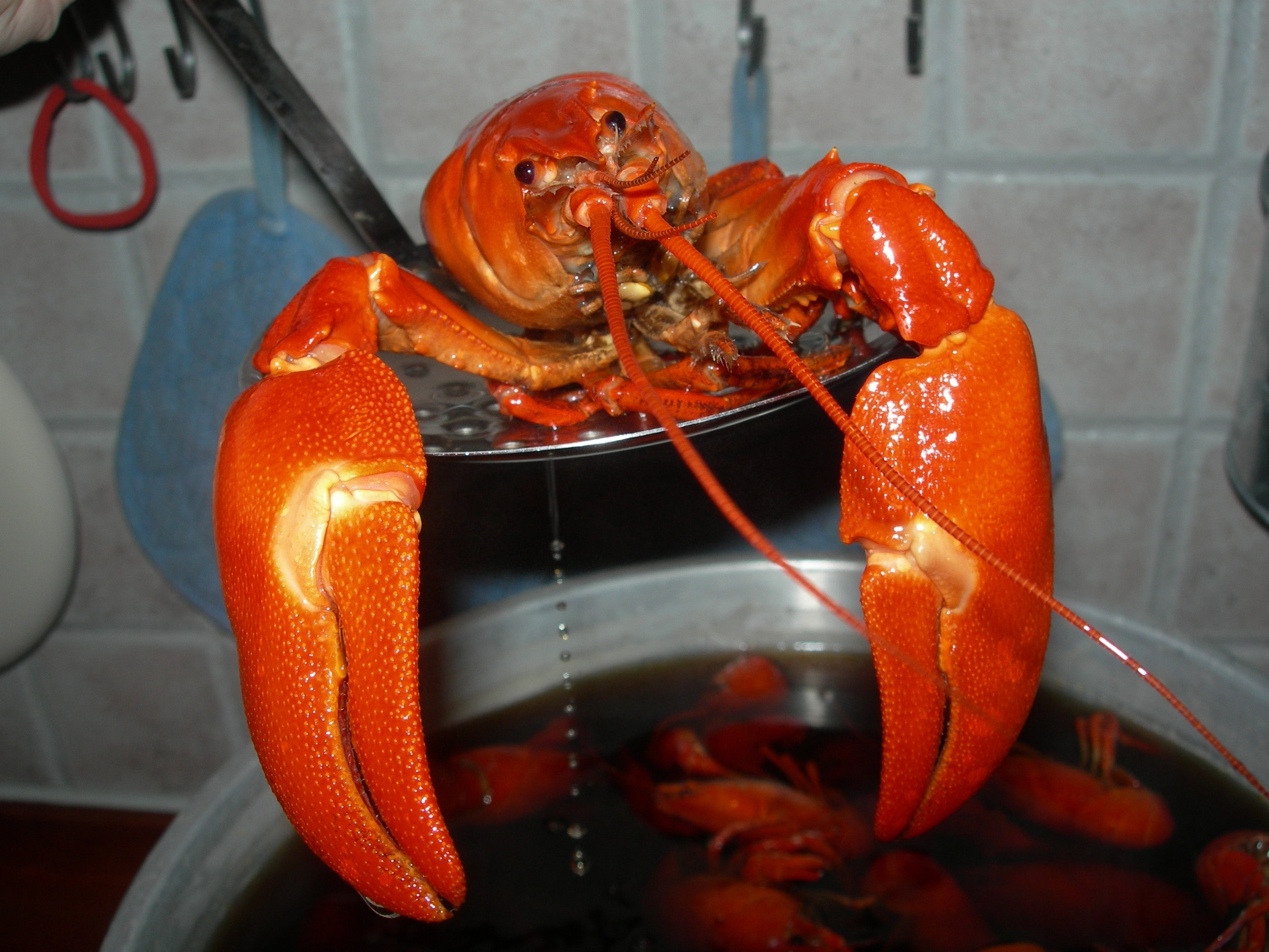 boiled lobster on stainless steel strainer