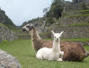 2 white and brown llama thumbnail