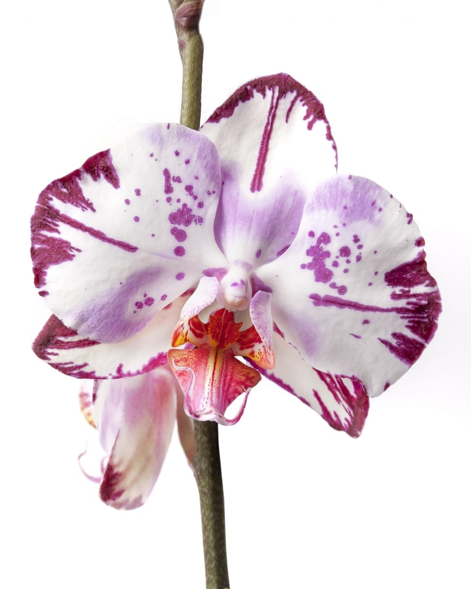 purple and white moth orchid preview