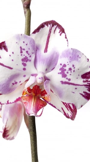 purple and white moth orchid thumbnail