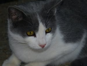 gray white short fur cat thumbnail