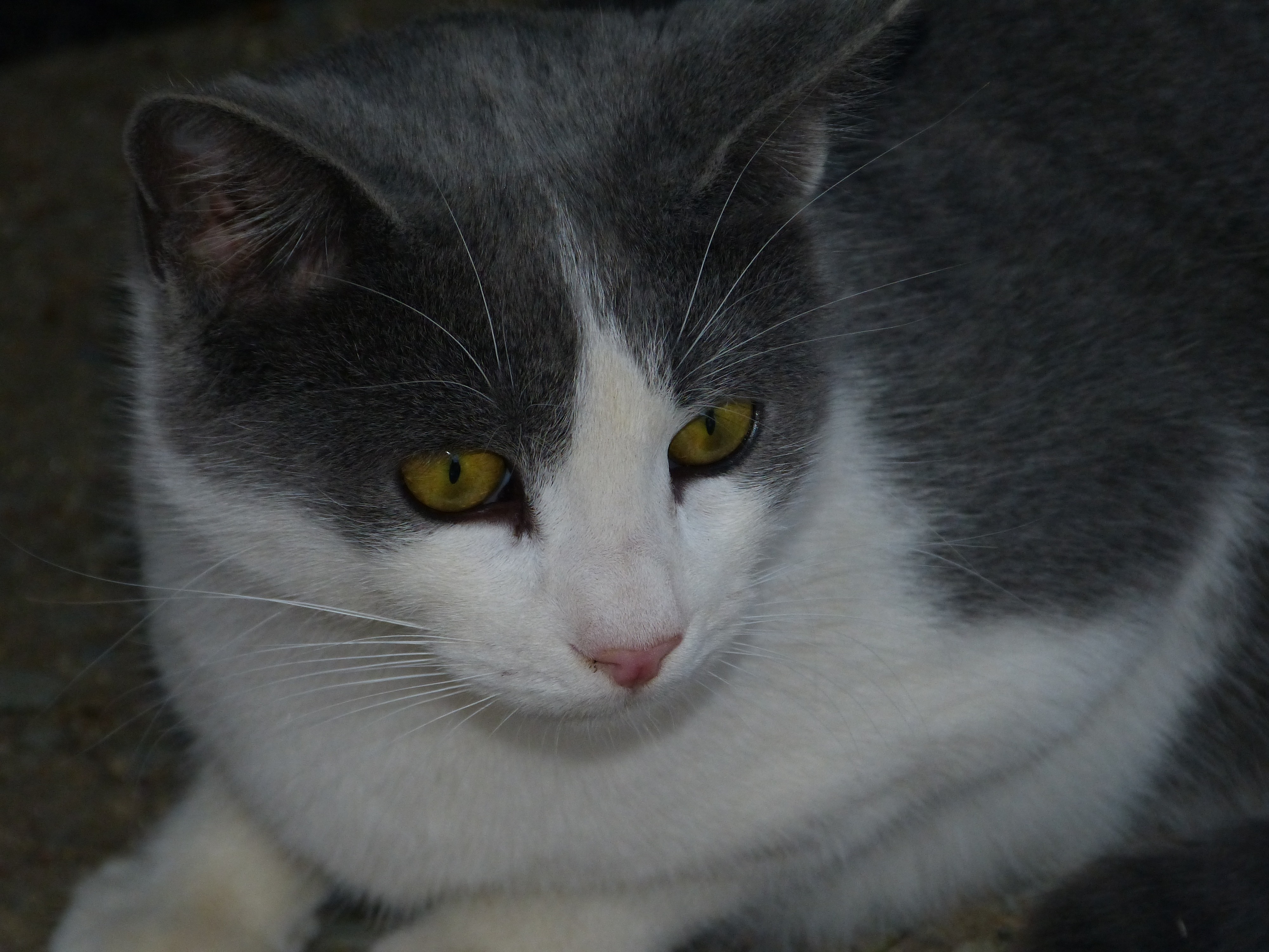 gray white short fur cat