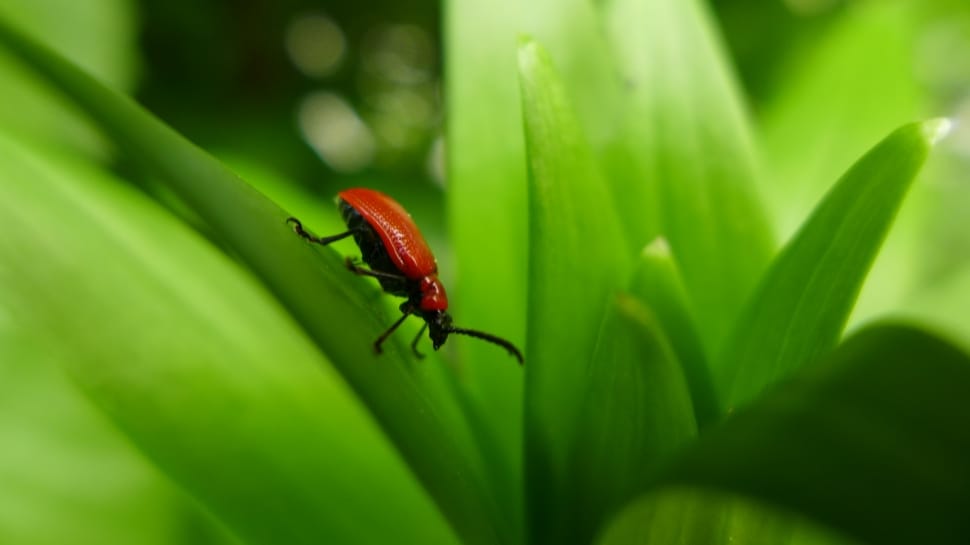 cardinal beetle preview