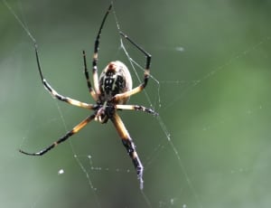 black and brown spider thumbnail