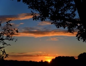 silhouette photo of trees during golden hour thumbnail
