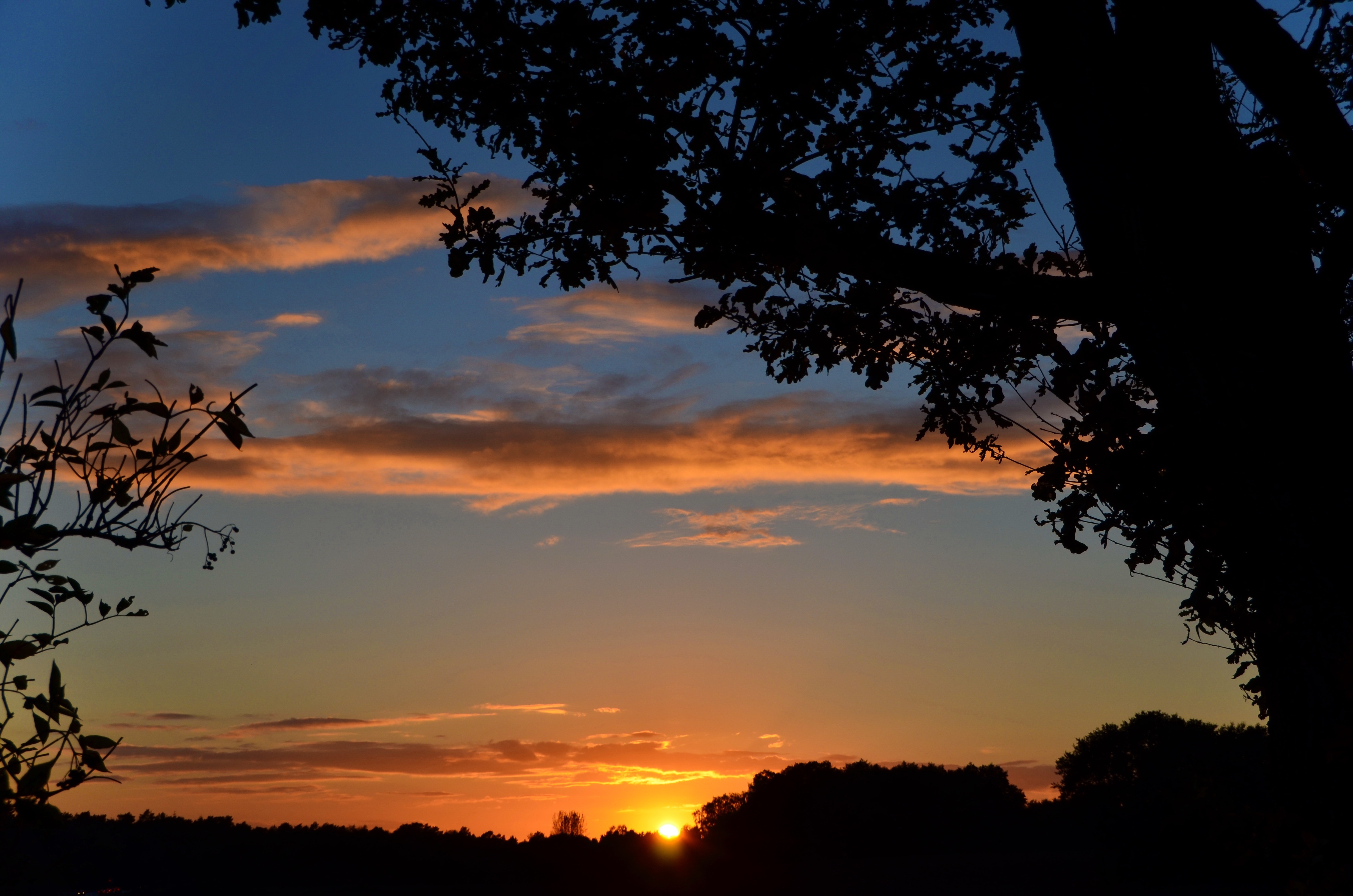 silhouette photo of trees during golden hour