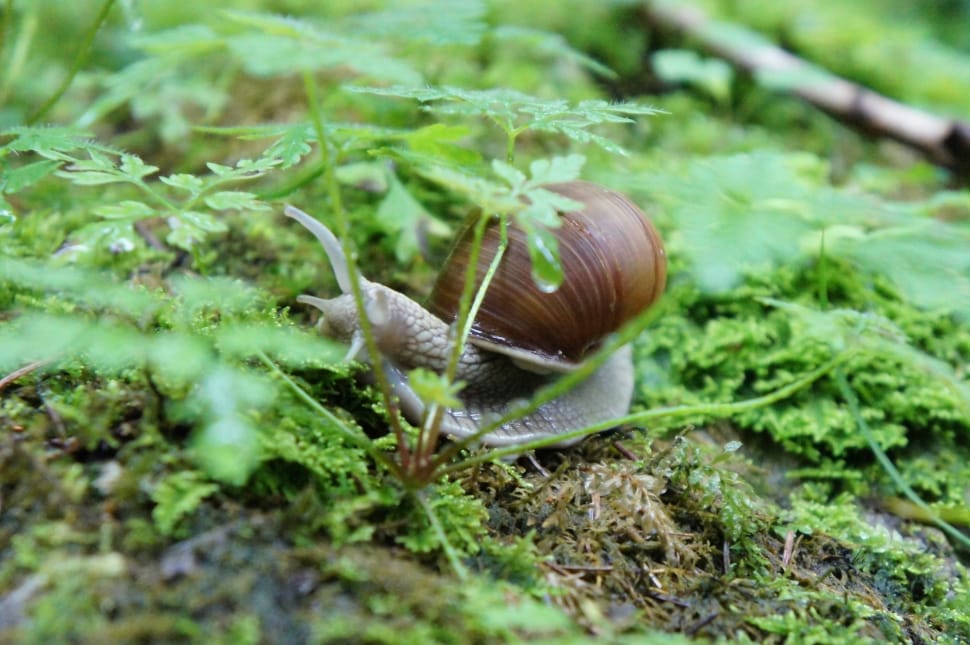 brown snail near green herb preview