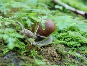 brown snail near green herb thumbnail