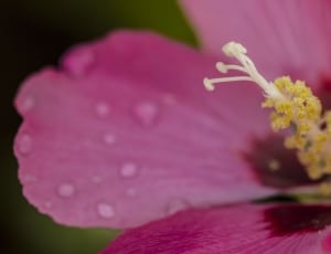 pink hibiscus thumbnail