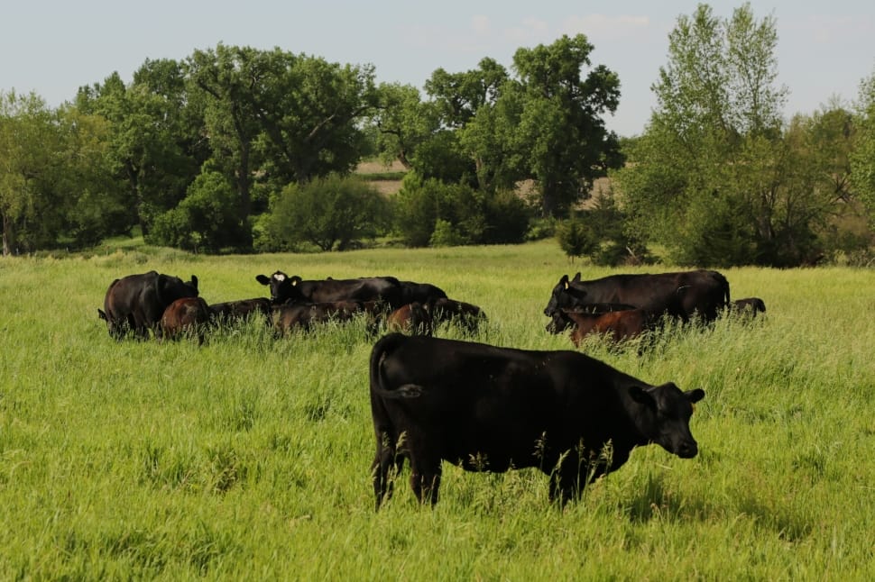 group of black angus cattle preview
