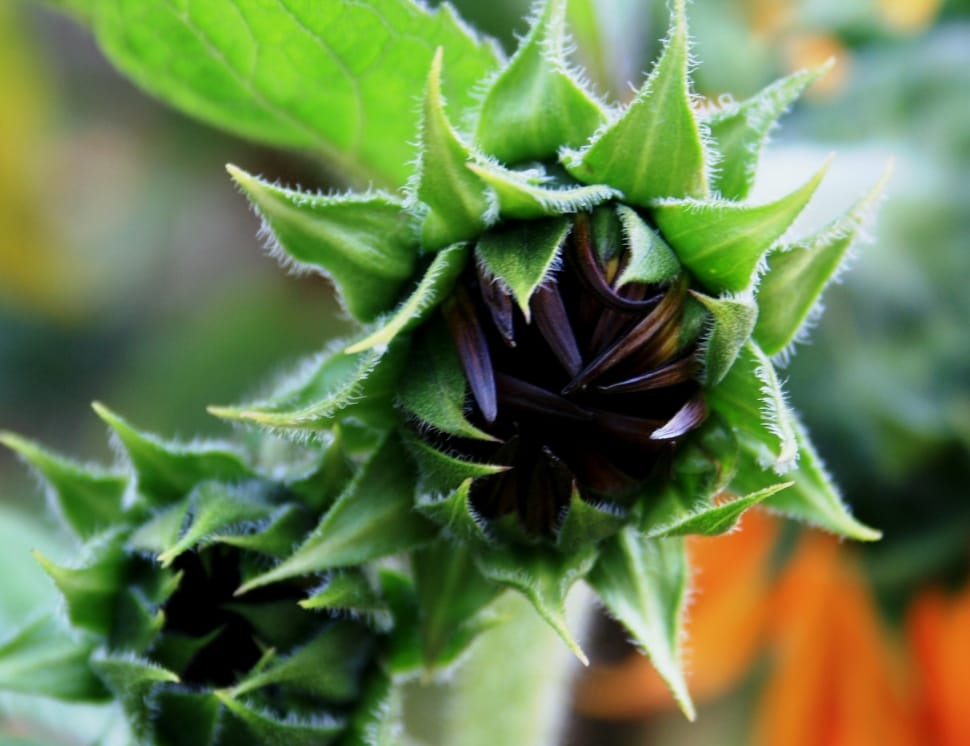 green and black flower preview