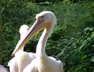 white pelican thumbnail