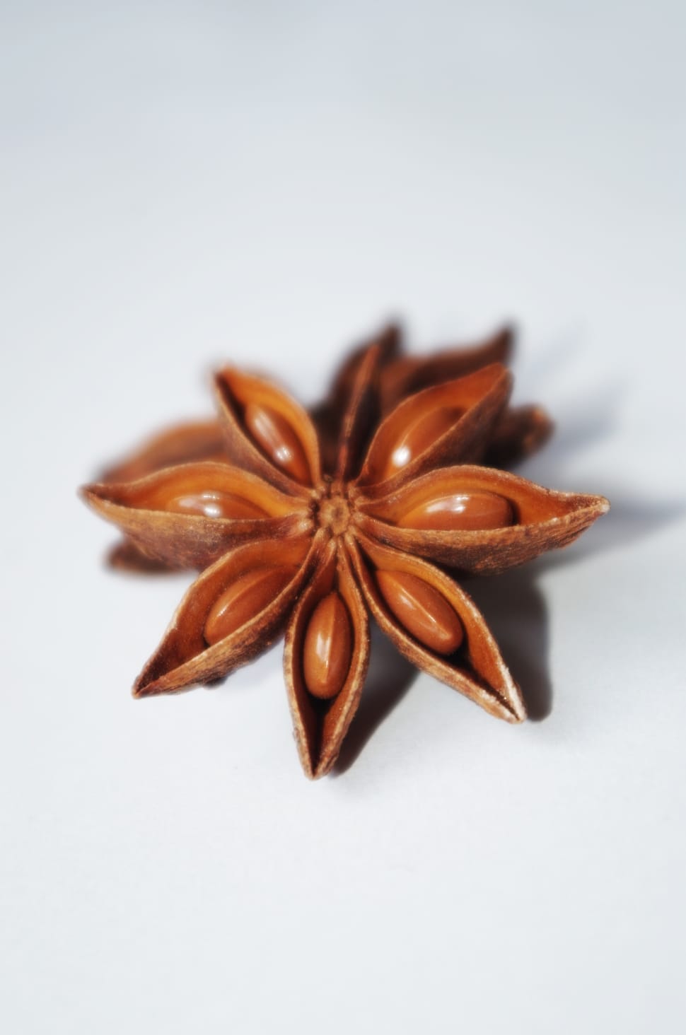 star anise preview