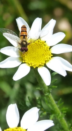 dragonfly and white yellow flower thumbnail