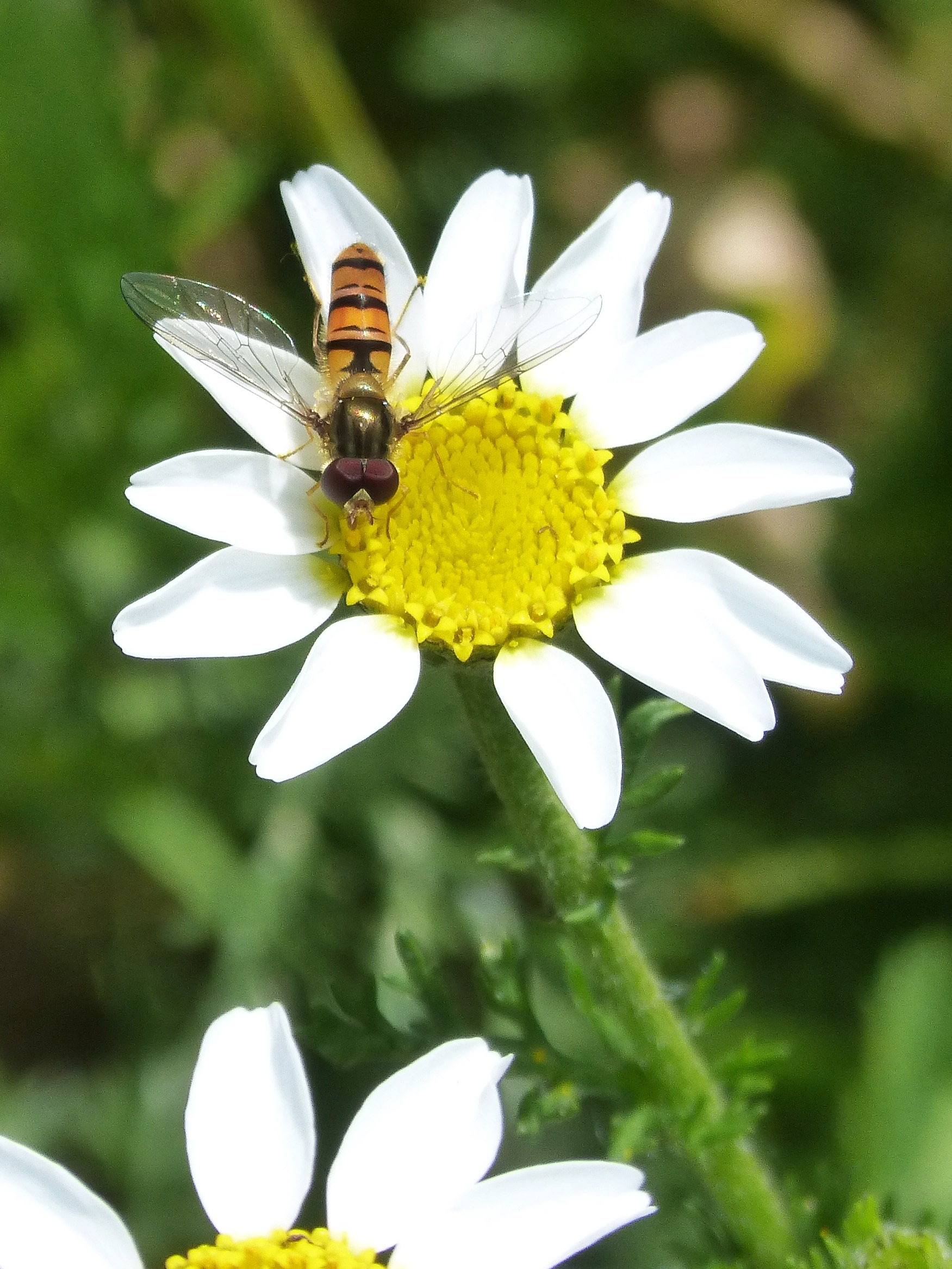 dragonfly and white yellow flower