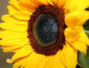 sunflower image thumbnail