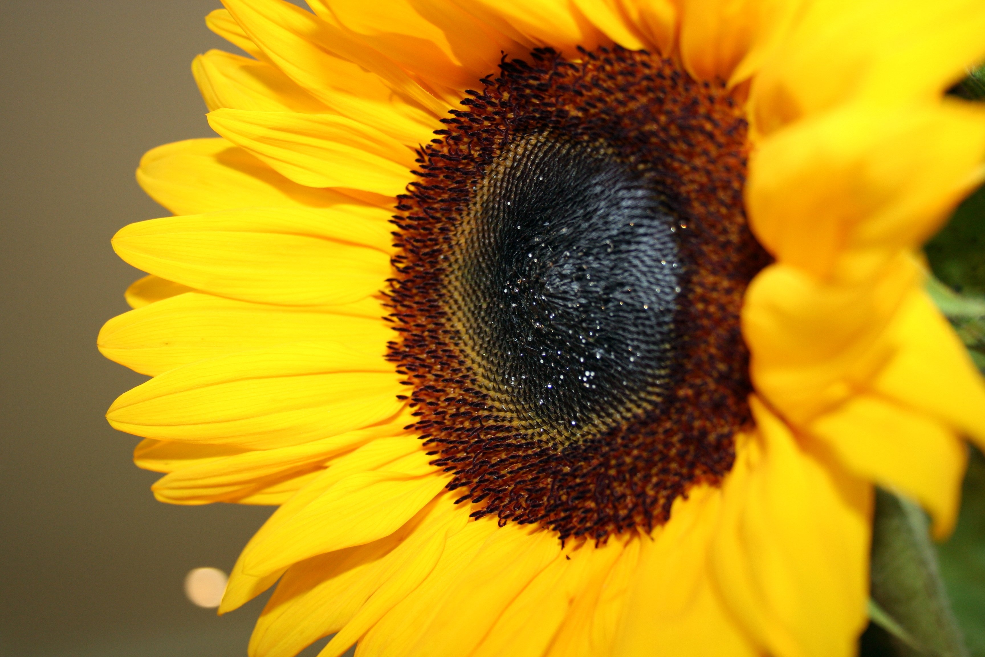 sunflower image