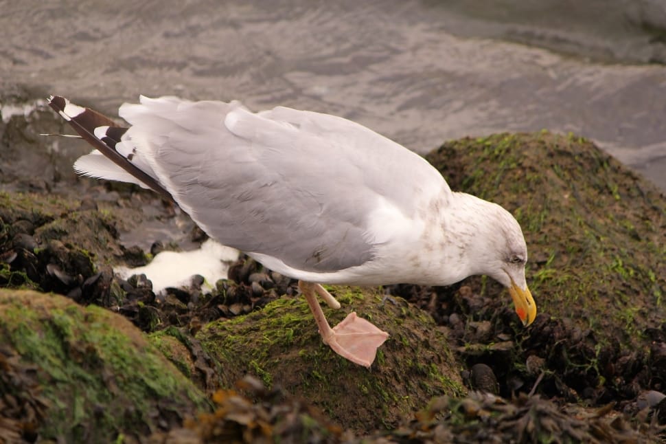 herring gull preview