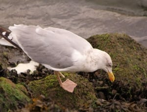 herring gull thumbnail
