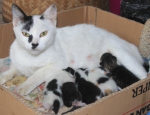 white and black cat with kitten in box thumbnail