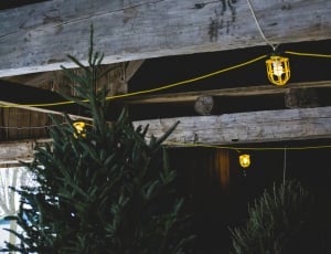 yellow framed lights on gray wood planks above pine trees thumbnail