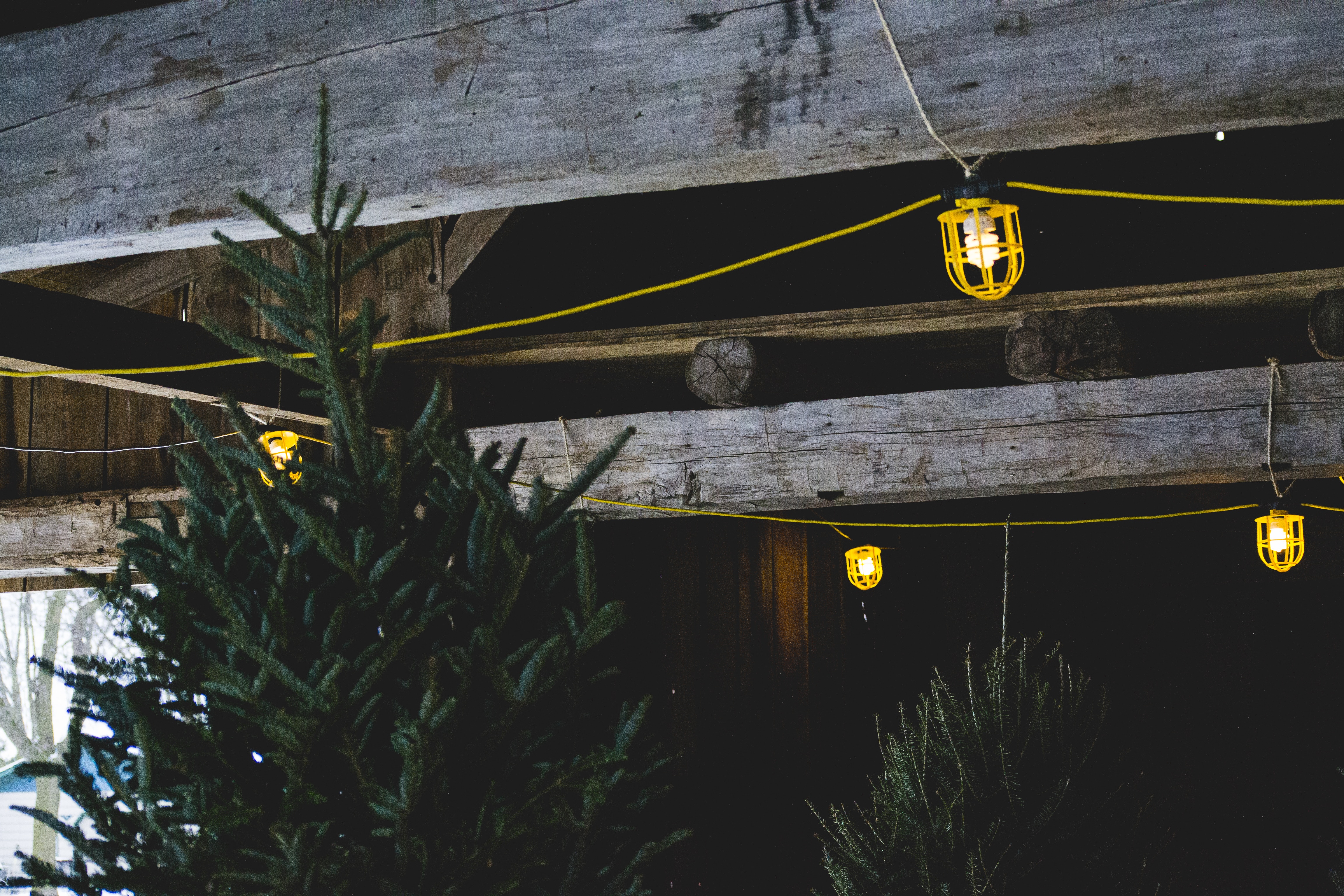 yellow framed lights on gray wood planks above pine trees