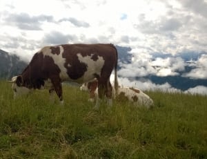white and brown cow thumbnail