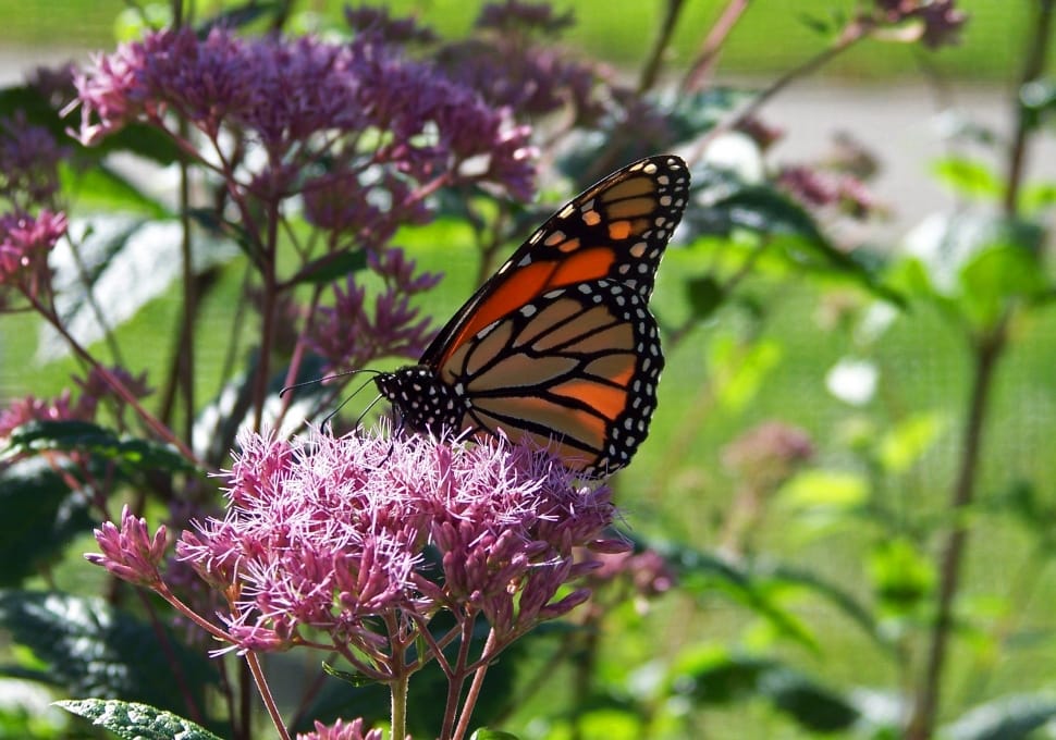 monarch butterfly on purple flower preview