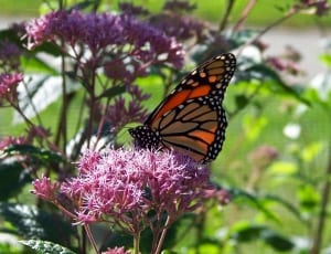 monarch butterfly on purple flower thumbnail