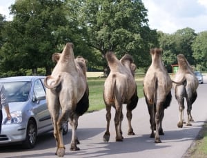 4 gray camels thumbnail