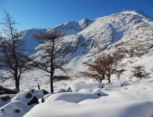 brown bare trees on snow filled area thumbnail