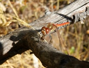 needham's skimmer dragonfly thumbnail