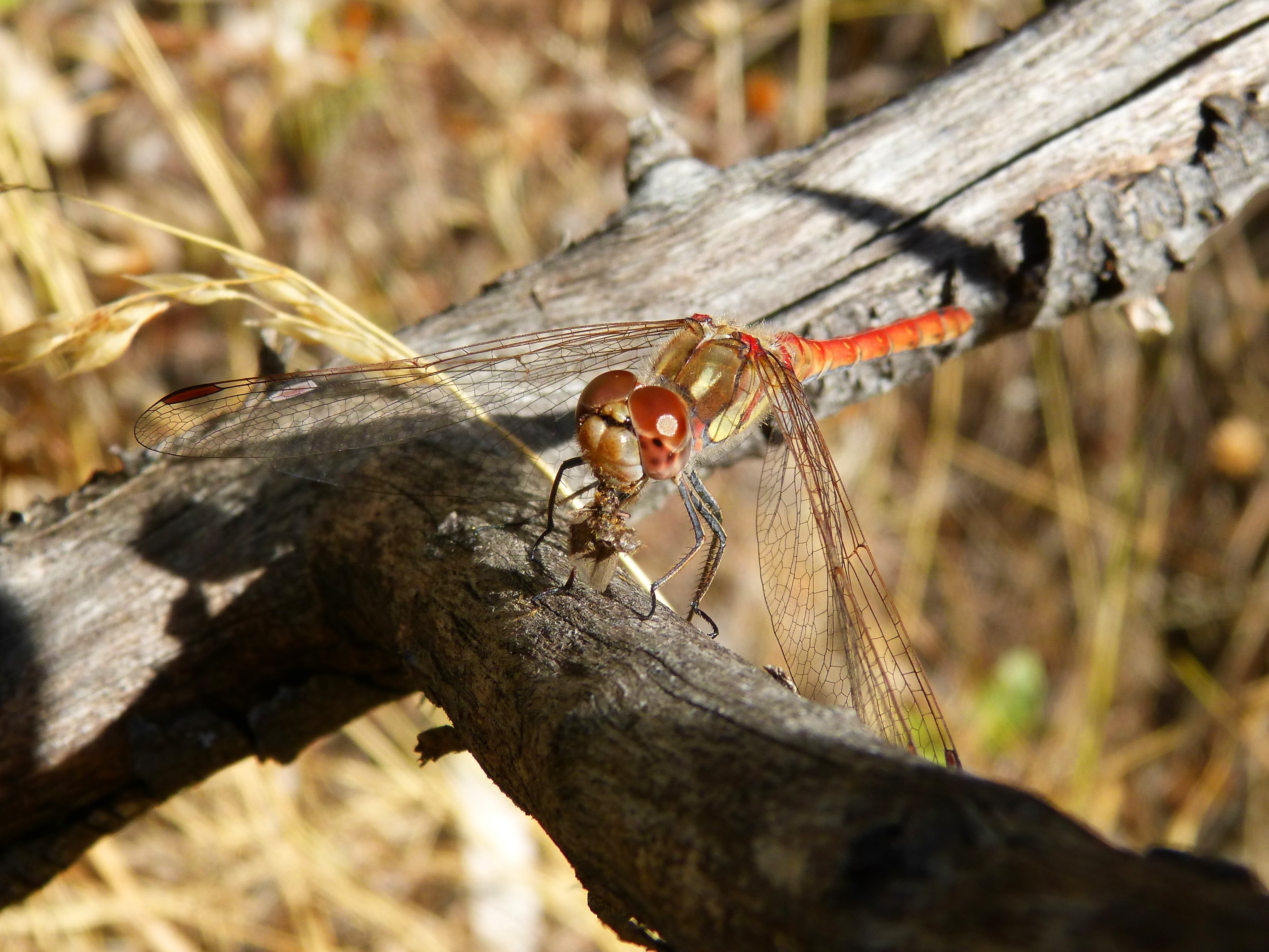 needham's skimmer dragonfly