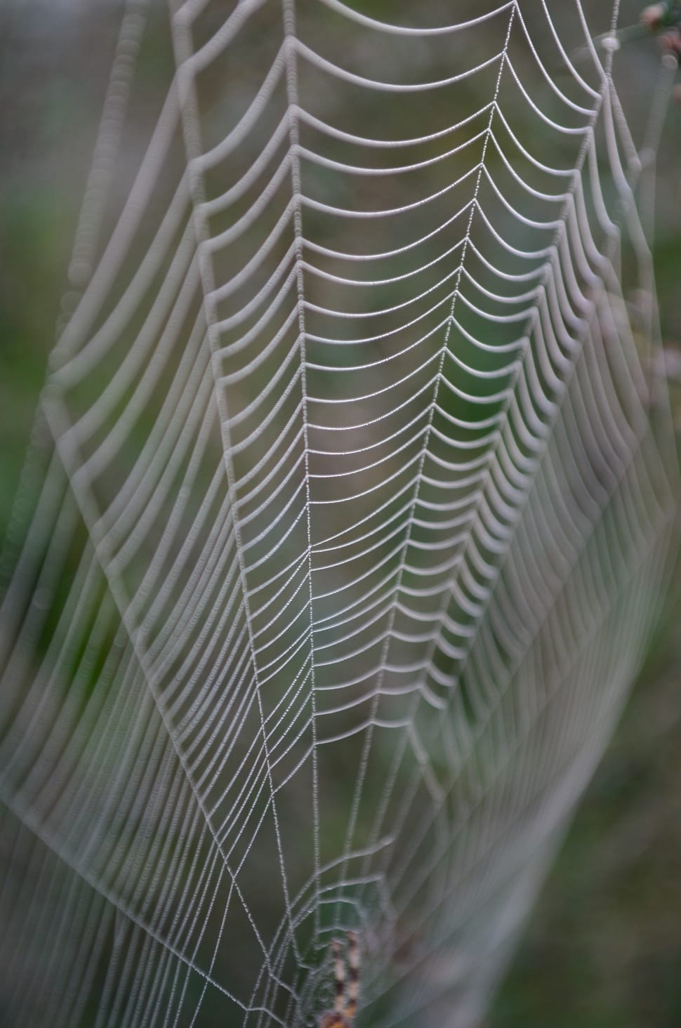 spider cobweb preview
