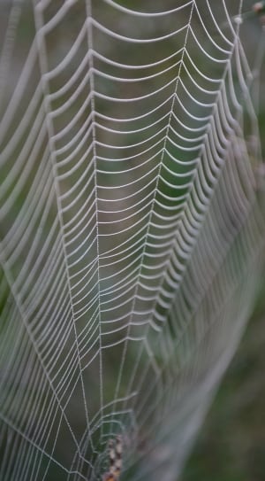 spider cobweb thumbnail