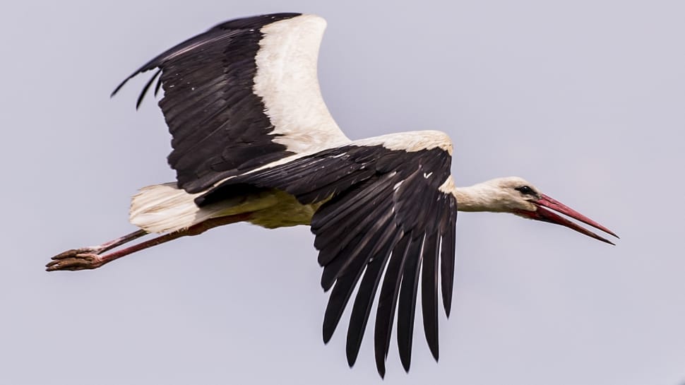 Bird, Stork, Nature, Birds, Beak, Sky, animal wildlife, bird preview