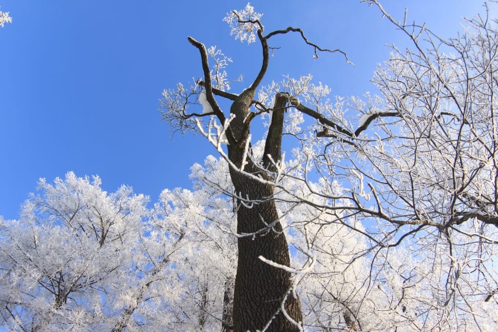 bare tree preview