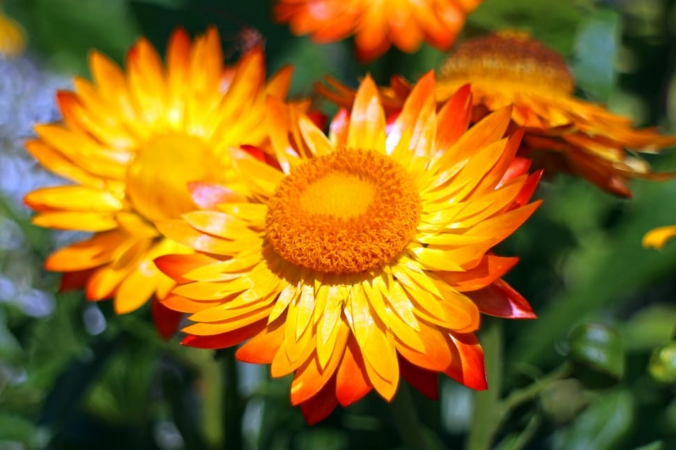 yellow and orange flower during daytime preview