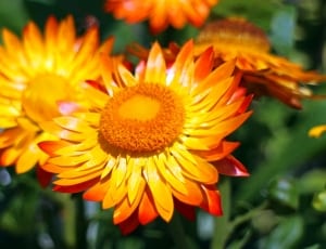 yellow and orange flower during daytime thumbnail
