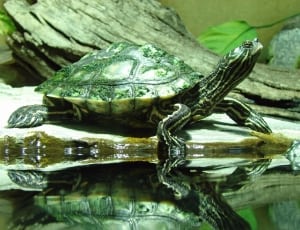 green and grey turtle thumbnail
