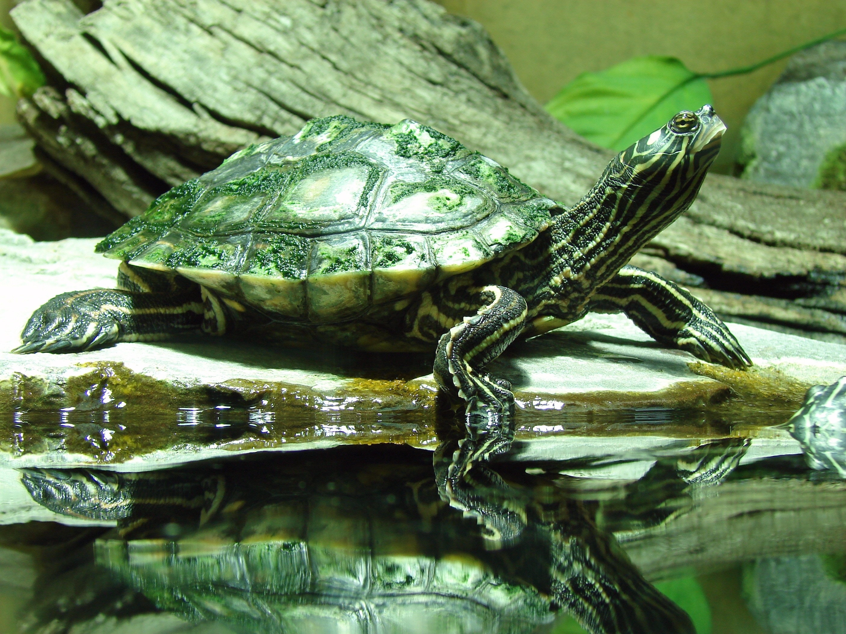 green and grey turtle